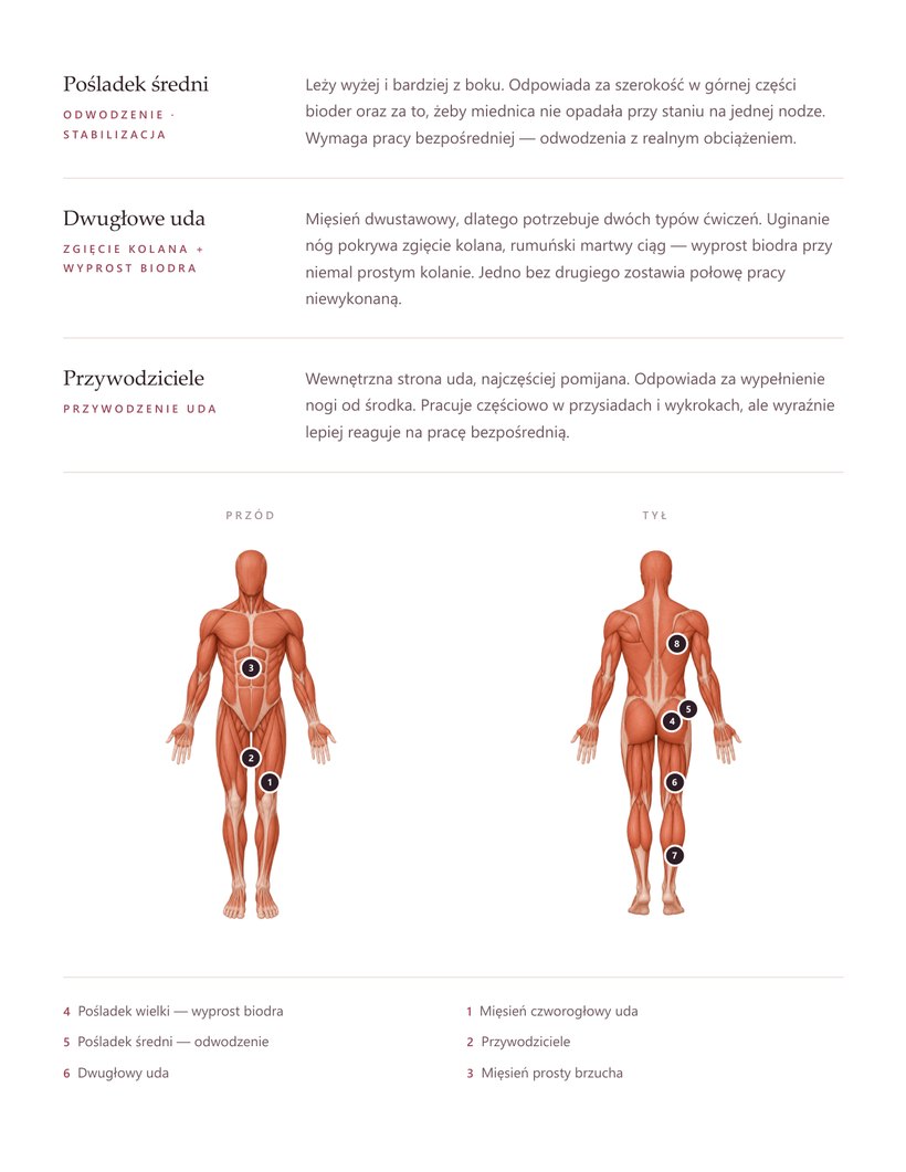 Podgląd strony: Anatomia pośladka